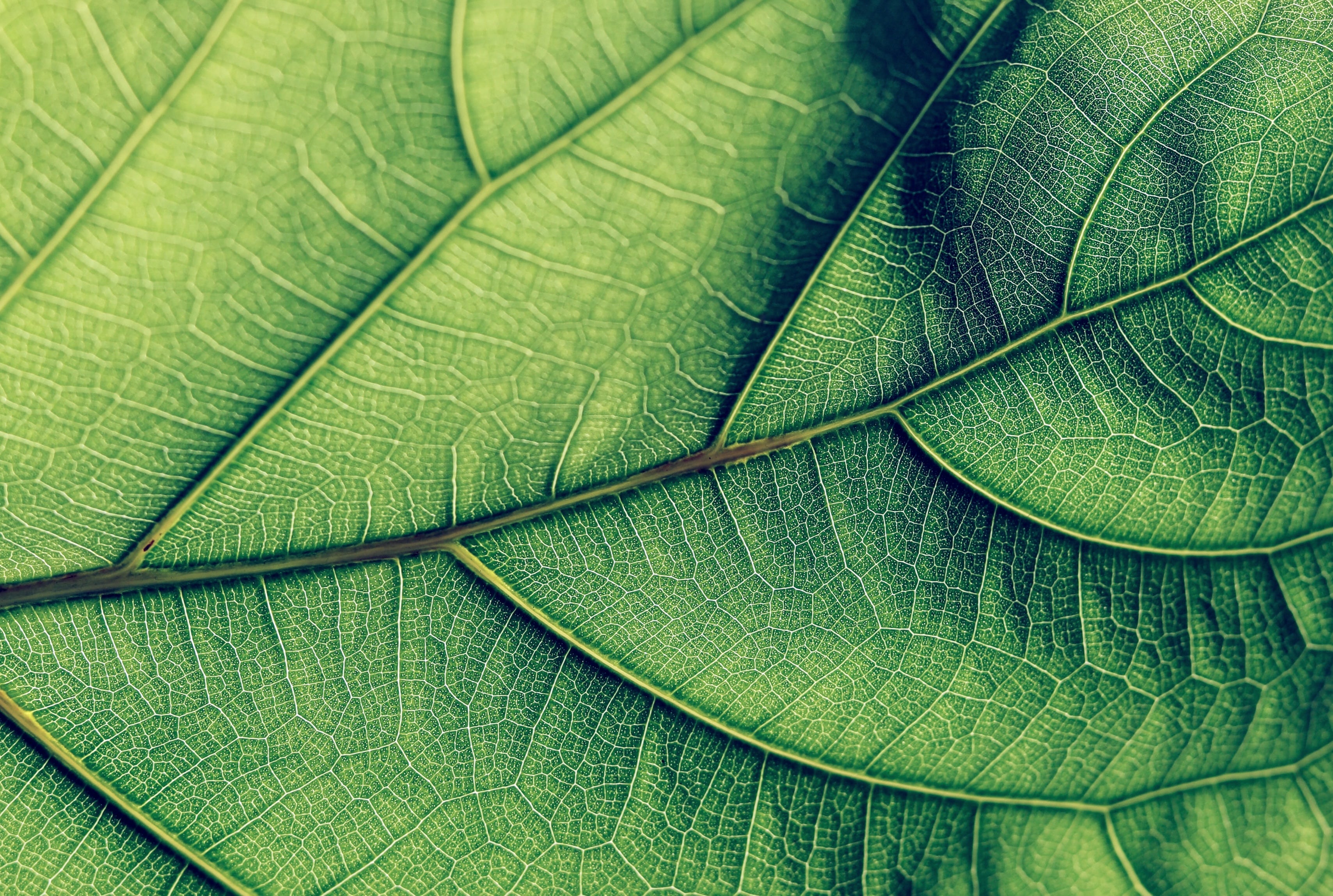 Elsas_Organic_Skinfoods Green Leaf